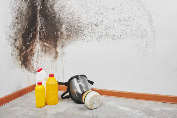 Certified Mold Removal in Cottageville, SC