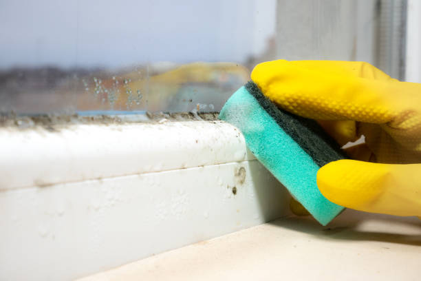 Professional Mold Removal in Cottageville, SC