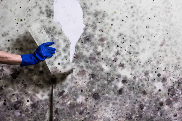 Best Mold Cleaning Services  in Cottageville, SC
